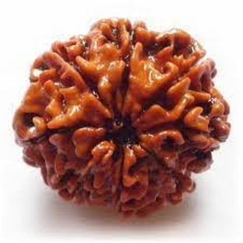 Ashta Mukhi Rudraksha